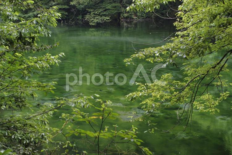 夏の龍ケ窪池（新潟津南） 龍ケ窪池,津南町,新潟の写真素材