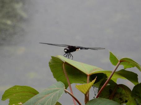 Photo, pseudothemis dragonfly, waist sky dragonfly, natural, 