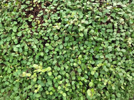 ワイヤープランツ 植物,ワイヤープランツ,葉の写真素材