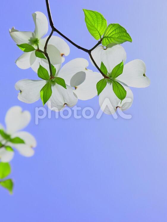 ハナミズキ　花水木　白い花 花水木,ハナミズキ,花の写真素材