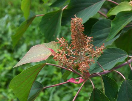 アカメガシワ アカメガシワ,赤芽柏,赤芽槲の写真素材