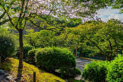 【石川】兼六園 文化財指定庭園 兼六園,石川,文化財指定庭園の写真素材