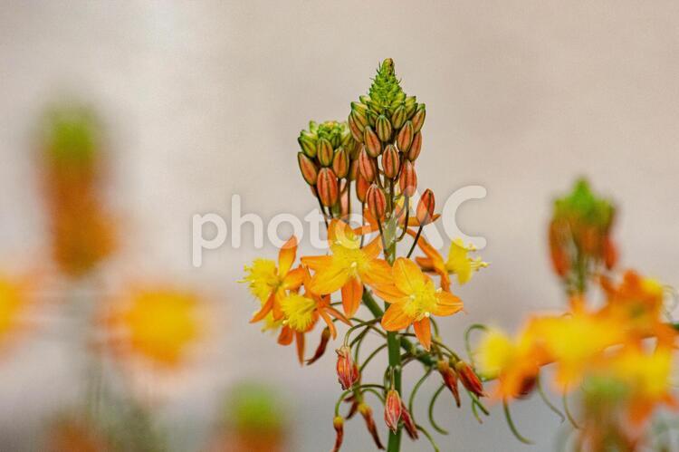 花アロエの黄色い花（ブルビネ・フルテスケンス） 花アロエ,ハナアロエ,ブルビネの写真素材