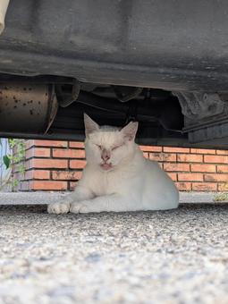 自動車下のねこ 自動車下のねこの写真
