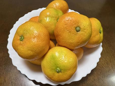 温室ミカン 温室ミカン みかん,温室みかん,早稲みかんの写真素材