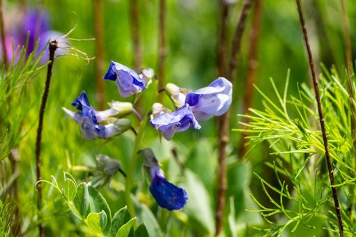 Photo, spring, flower, beach pea, 