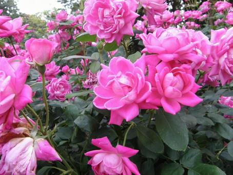 紅薔薇 紅薔薇の写真