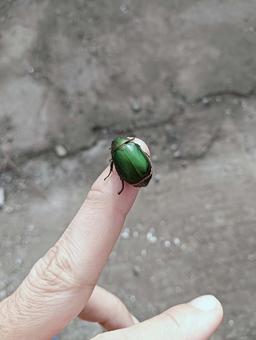 緑の虫 緑の虫 虫,緑,生き物の写真素材