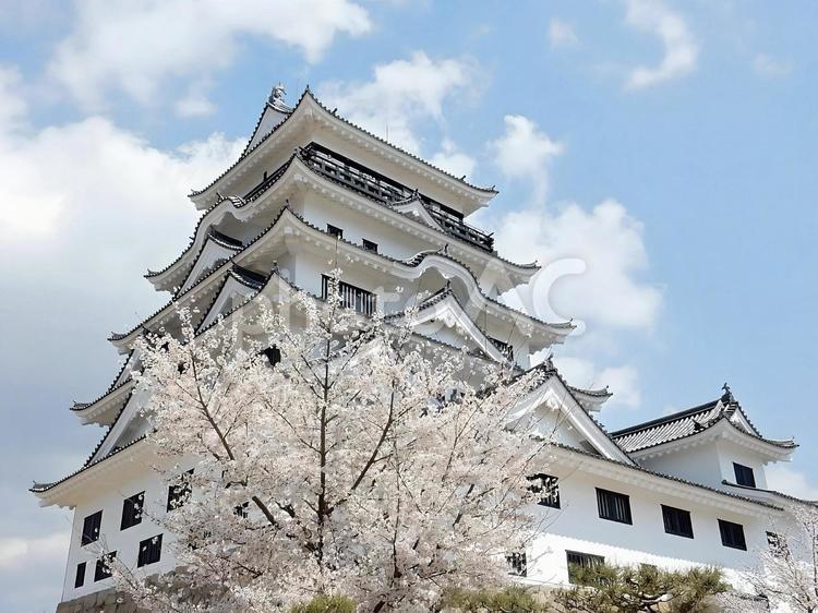 【桜の写真】桜が咲く風景 桜,さくら,サクラの写真素材