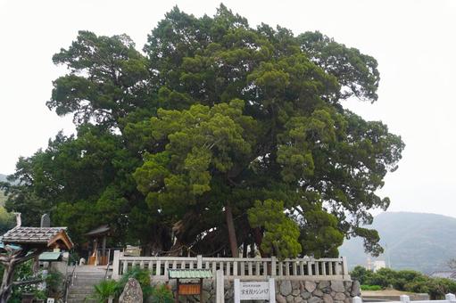 巨樹 宝生院のシンパク全景・香川県小豆島 巨樹 宝生院のシンパク全景・香川県小豆島 シンパク,真柏,巨樹の写真素材