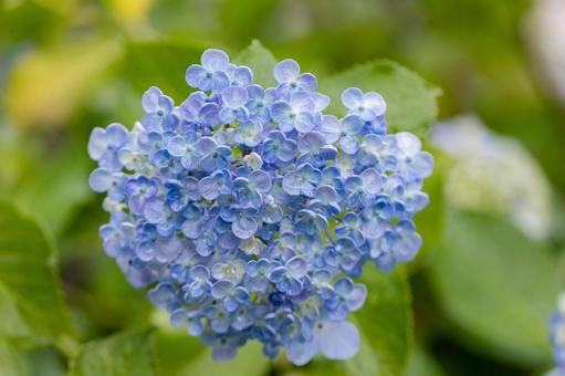 紫陽花 紫陽花の写真