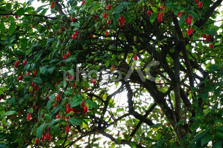 たわわに実ったグミ たわわに,実った,グミの写真素材