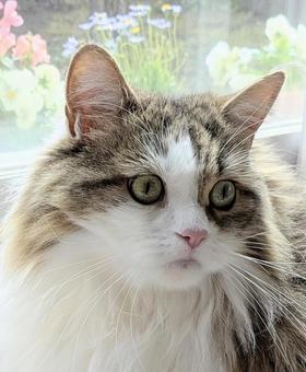 見つめる猫をアップ 見つめる猫をアップ 猫,動物,サイベリアンの写真素材