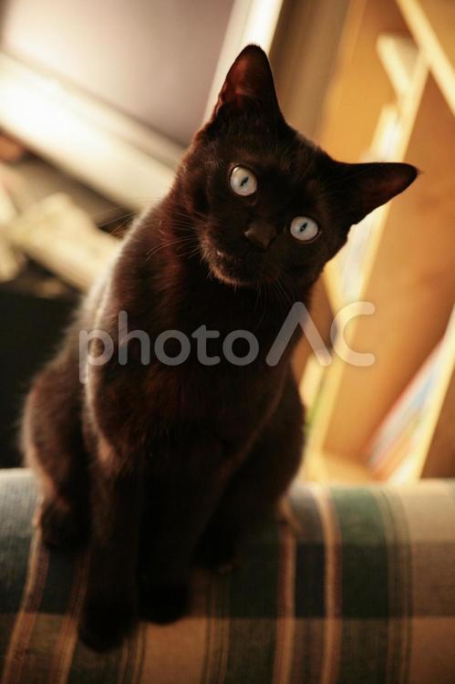 首をひねる黒猫 黒猫,子猫,猫の写真素材