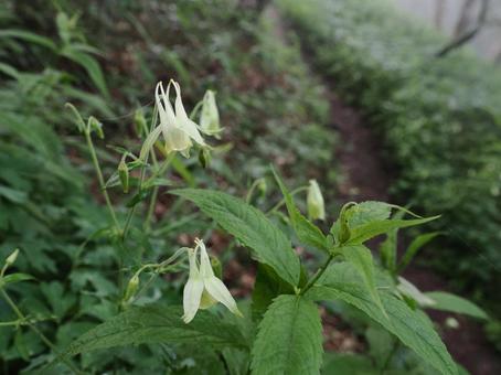 Wildflowers: Yellow mountain columbine, JPG Wildflowers: Yellow mountain columbine, JPG