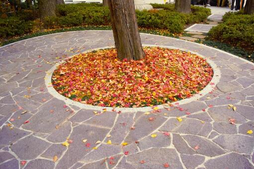 木の下の紅葉　1 落葉,紅葉,イチョウの写真素材