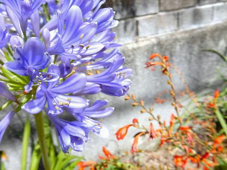 Photo, agapanthus, purple clam, blue, 