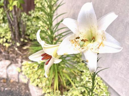 庭に咲くユリ ゆり,百合,花の写真素材