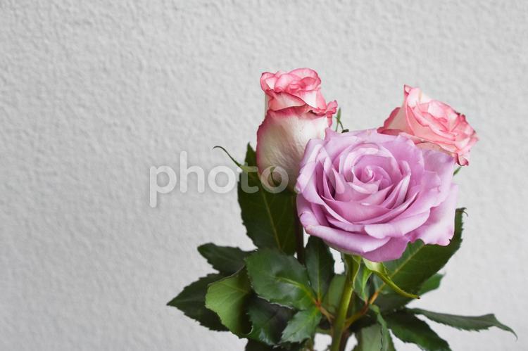 紫とピンクのばら ばら,ピンク,薔薇の写真素材