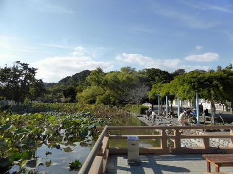 鶴岡八幡宮・休憩所から源氏池を望む 鶴岡八幡宮・休憩所から源氏池を望む 源氏池,鶴岡八幡宮,鎌倉市の写真素材