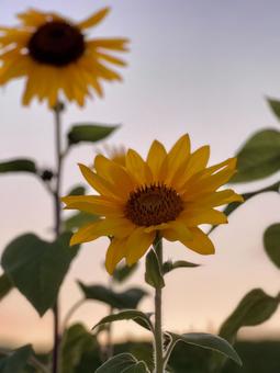 夕方のひまわり 夕方のひまわり 夏上,ひまわり,花の写真素材