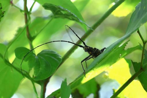 上から見下ろすキボシカミキリ 上から見下ろすキボシカミキリ キボシカミキリ,カミキリムシ,昆虫の写真素材