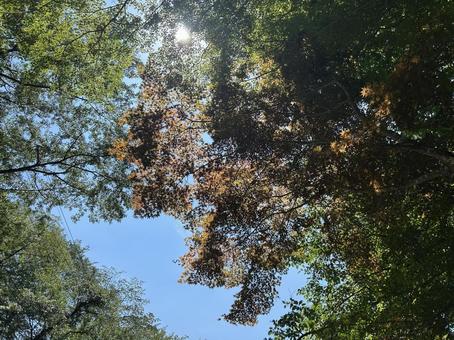 Photo, blue sky, sky, sunbeams leaves, 