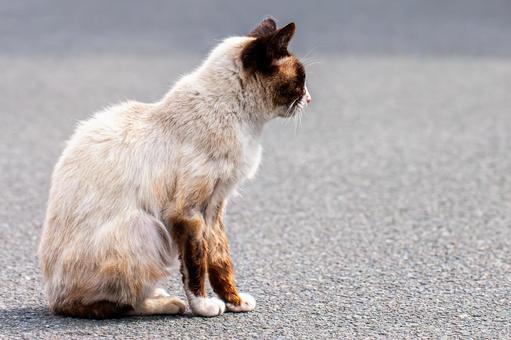 横から見た猫 横から見た猫 猫,ねこ,ネコの写真素材