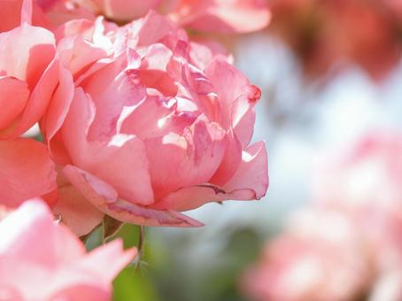 薔薇 薔薇の写真