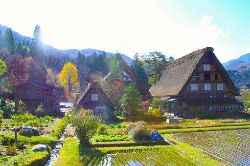 秋の白川郷・日本の心のふるさと 秋の白川郷・日本の心のふるさと 白川郷,合掌造り,集落の写真素材