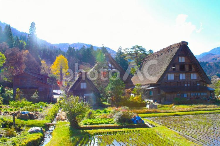 秋の白川郷・日本の心のふるさと 白川郷,合掌造り,集落の写真素材