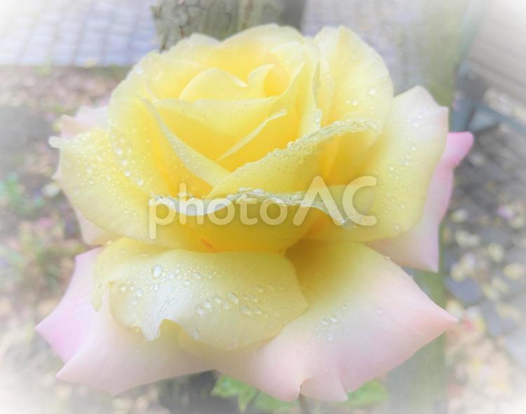 茨城県フラワーパーク バラ,ばら,薔薇の写真素材