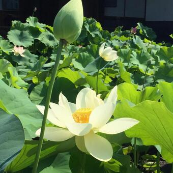 Ancient lotus 2, lotus, natural, leaf, JPG