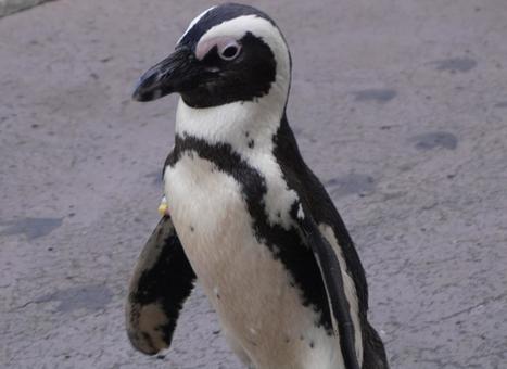 ペンギン ペンギン,生き物,動物の写真素材