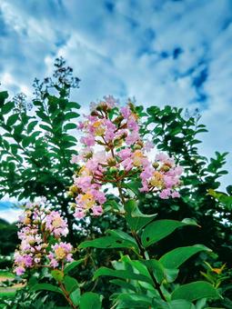 Crape myrtle, JPG Crape myrtle, JPG