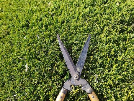 木の剪定 植物,常緑樹,木の写真素材