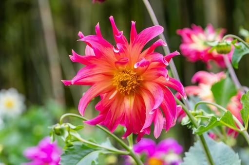 鮮やかなピンクのダリアの花 鮮やかなピンクのダリアの花 ダリア,花,ピンクの写真素材