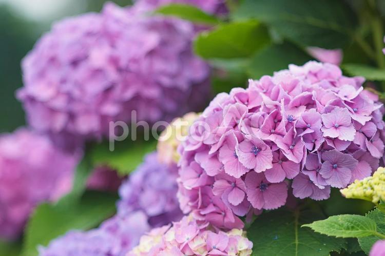 梅雨の季節に咲くピンク色の紫陽花 あじさい,アジサイ,梅雨の花の写真素材