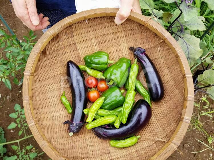 農家の畑で夏野菜（ナス・ピーマン・獅子唐・トマト）を収穫した籠 家庭菜園,ナス,農業の写真素材
