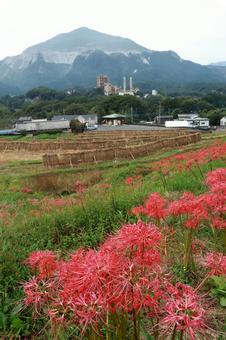 寺坂棚田 寺坂棚田 棚田,風景,曼殊沙華の写真素材