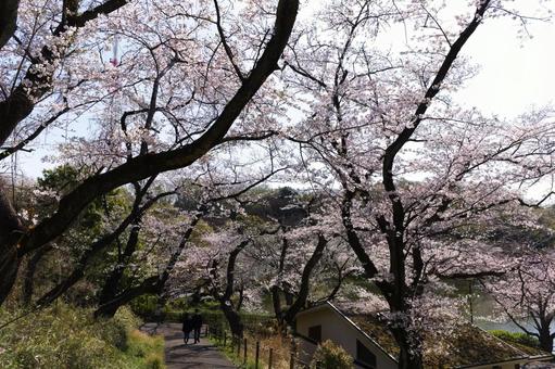 横浜, 三ツ池公園の桜 横浜, 三ツ池公園の桜の写真