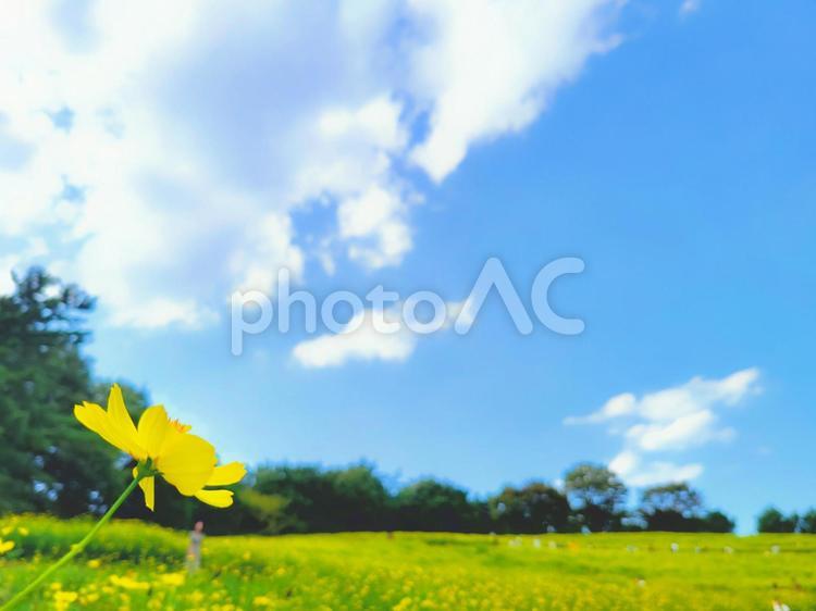 花の背景　コスモス畑と青空 花,青空,花畑の写真素材
