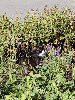 草むらの中の猫 草むらの中の猫の写真