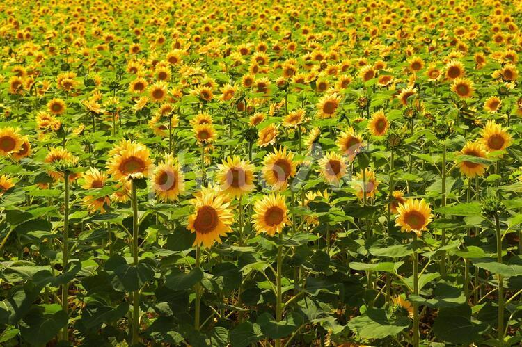 北竜町のひまわり畑 ひまわり畑,旅行,夏の写真素材