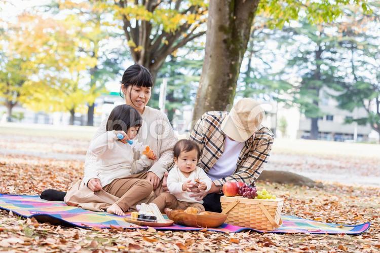 秋の公園で遊ぶ家族・ファミリー ピクニック,行楽,家族の写真素材