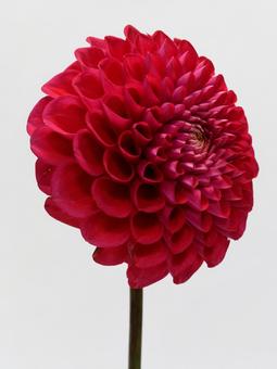 赤色のダリアの花 赤色のダリアの花 花,ダリア,植物の写真素材