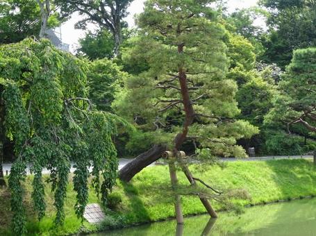 日本庭園の松と池 日本庭園の松と池の写真