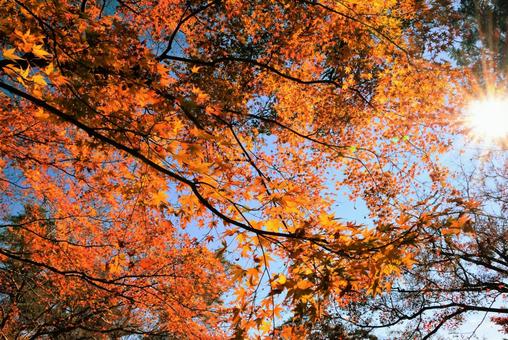 紅葉と太陽 もみじ,秋,モミジの写真素材