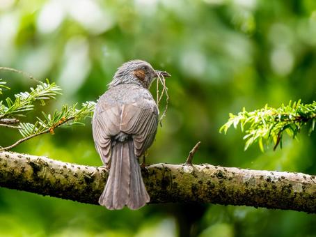 枝にとまるヒヨドリ 枝にとまるヒヨドリ ヒヨドリ,野鳥,鳥の写真素材