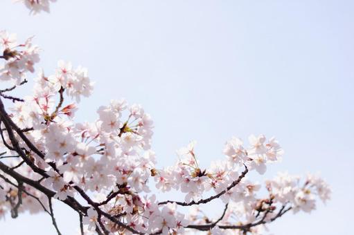 桜 桜の写真
